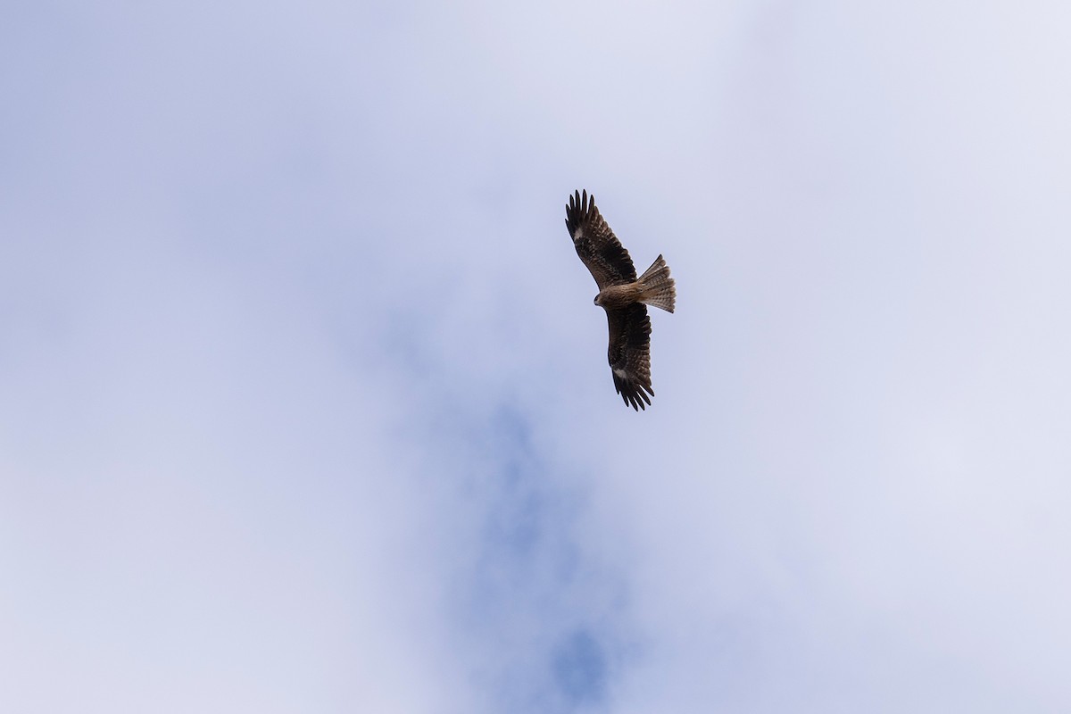 Milano Negro - ML645417561