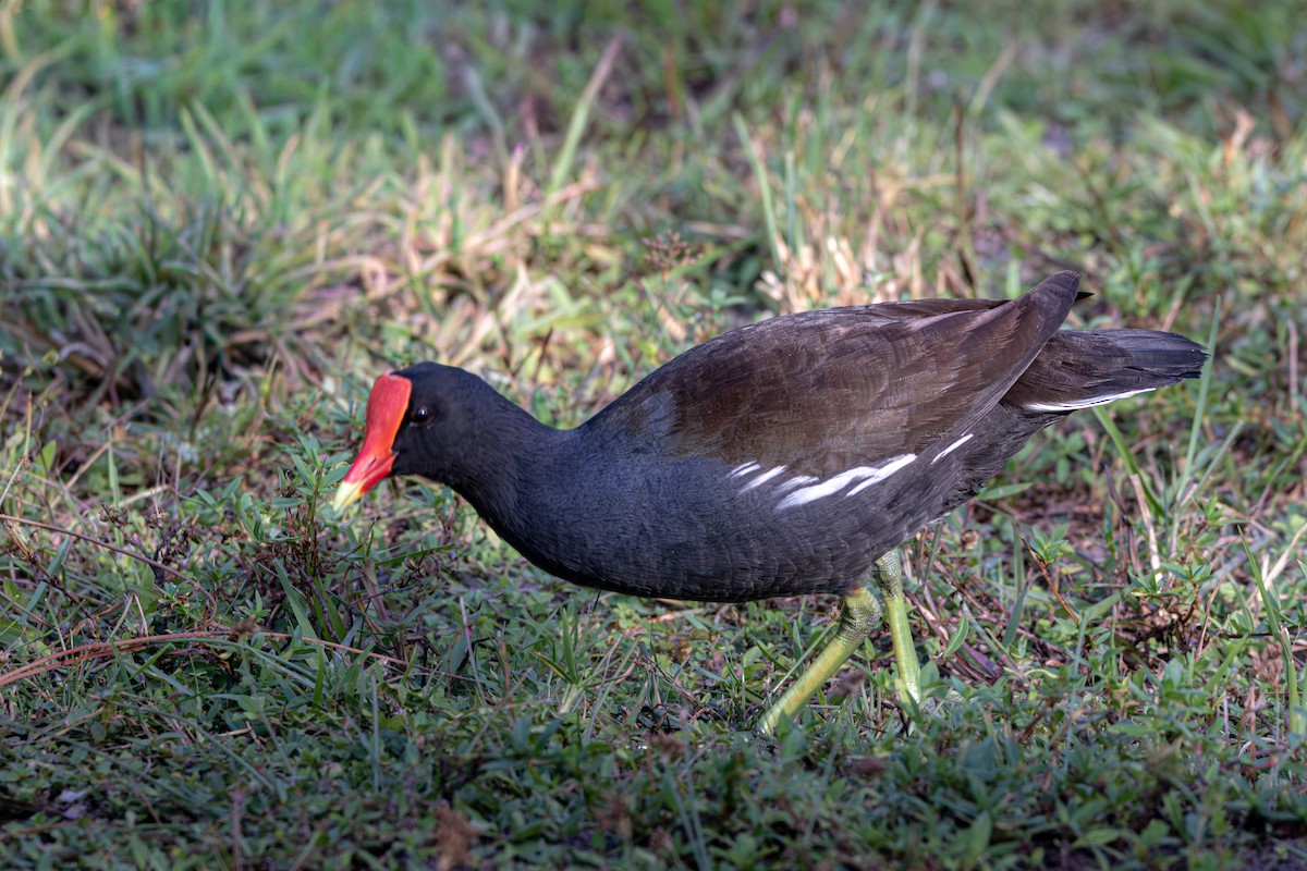 Common Gallinule (American) - ML645417562