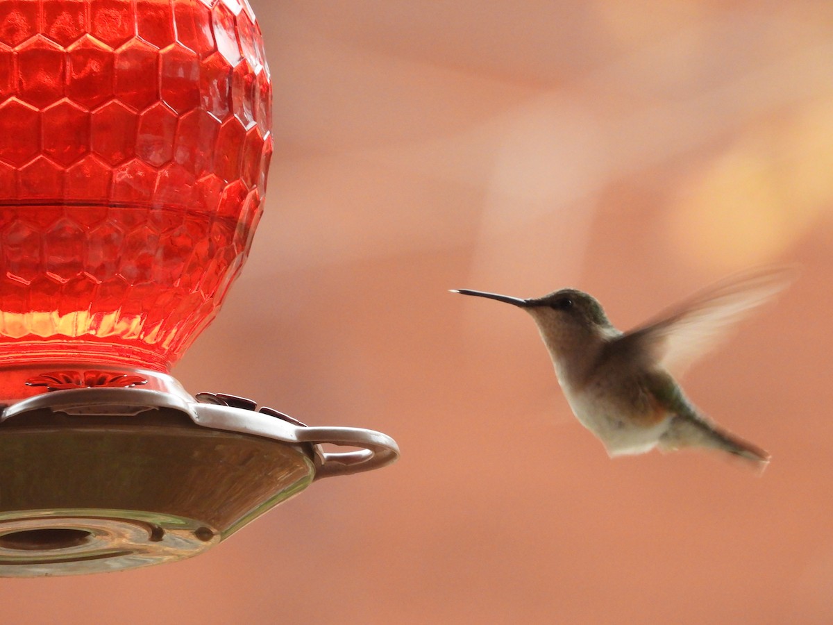 Ruby-throated Hummingbird - ML645417563