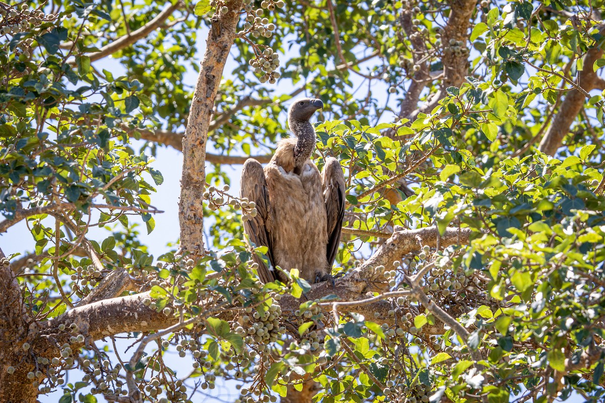 White-backed Vulture - ML645417575