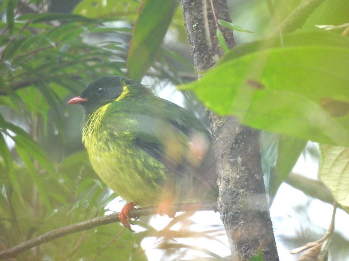 Green-and-black Fruiteater (Green-and-black) - ML645417576