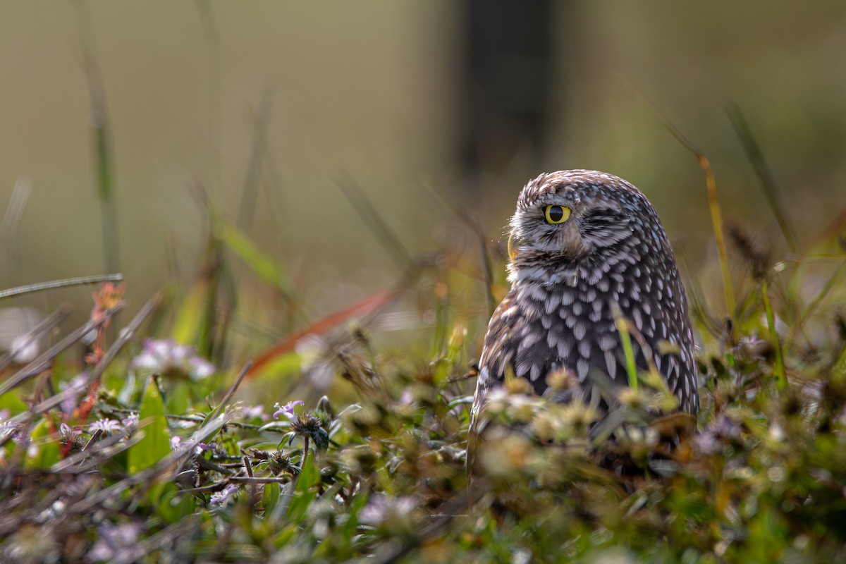 Kaninchenkauz (floridana) - ML645417592