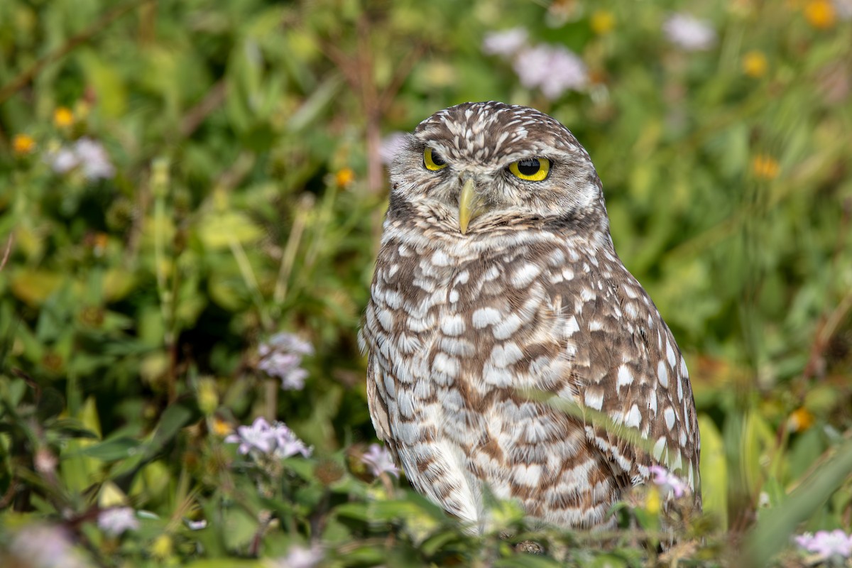 Kaninchenkauz (floridana) - ML645417593