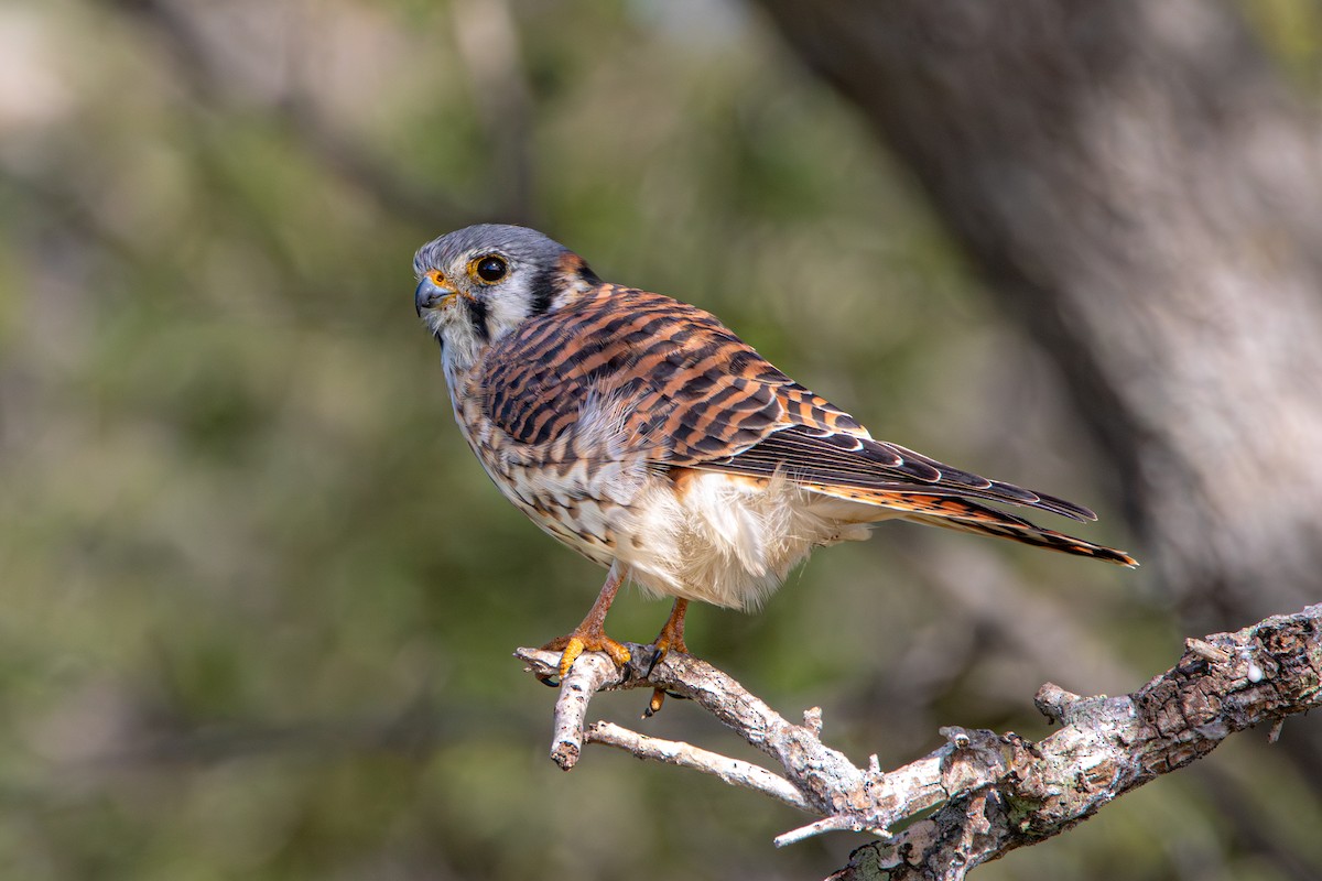 Buntfalke [sparverius-Gruppe] - ML645417604