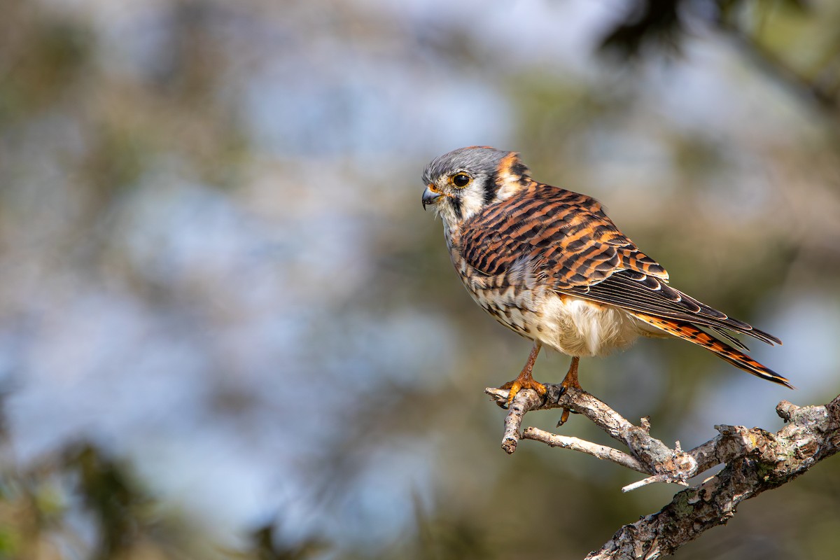 Buntfalke [sparverius-Gruppe] - ML645417606