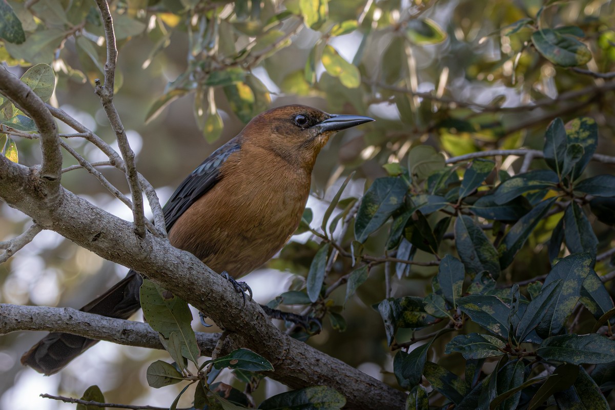 Bootschwanzgrackel (westoni) - ML645417615