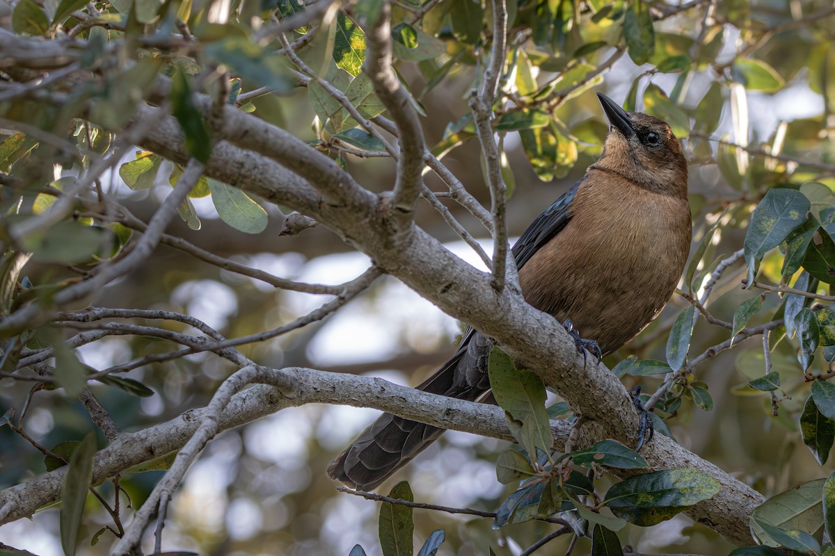 Bootschwanzgrackel (westoni) - ML645417616