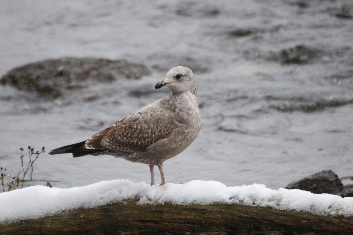 Kanadamöwe - ML645417617