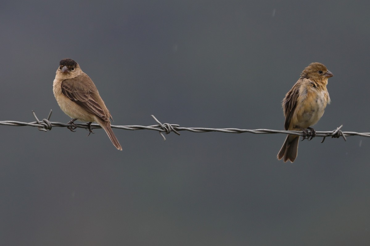 Pearly-bellied Seedeater - ML645417619