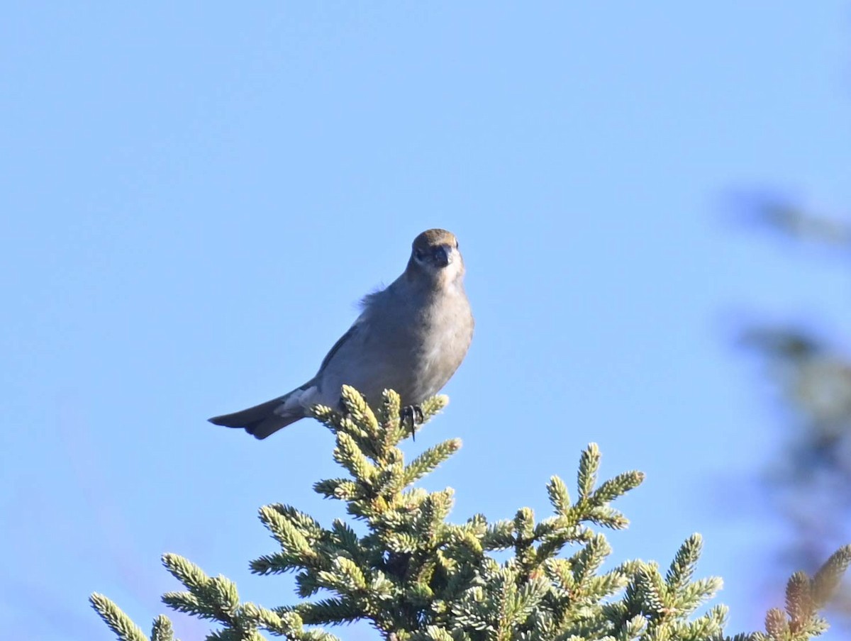 Pinu-gailupa - ML645417620