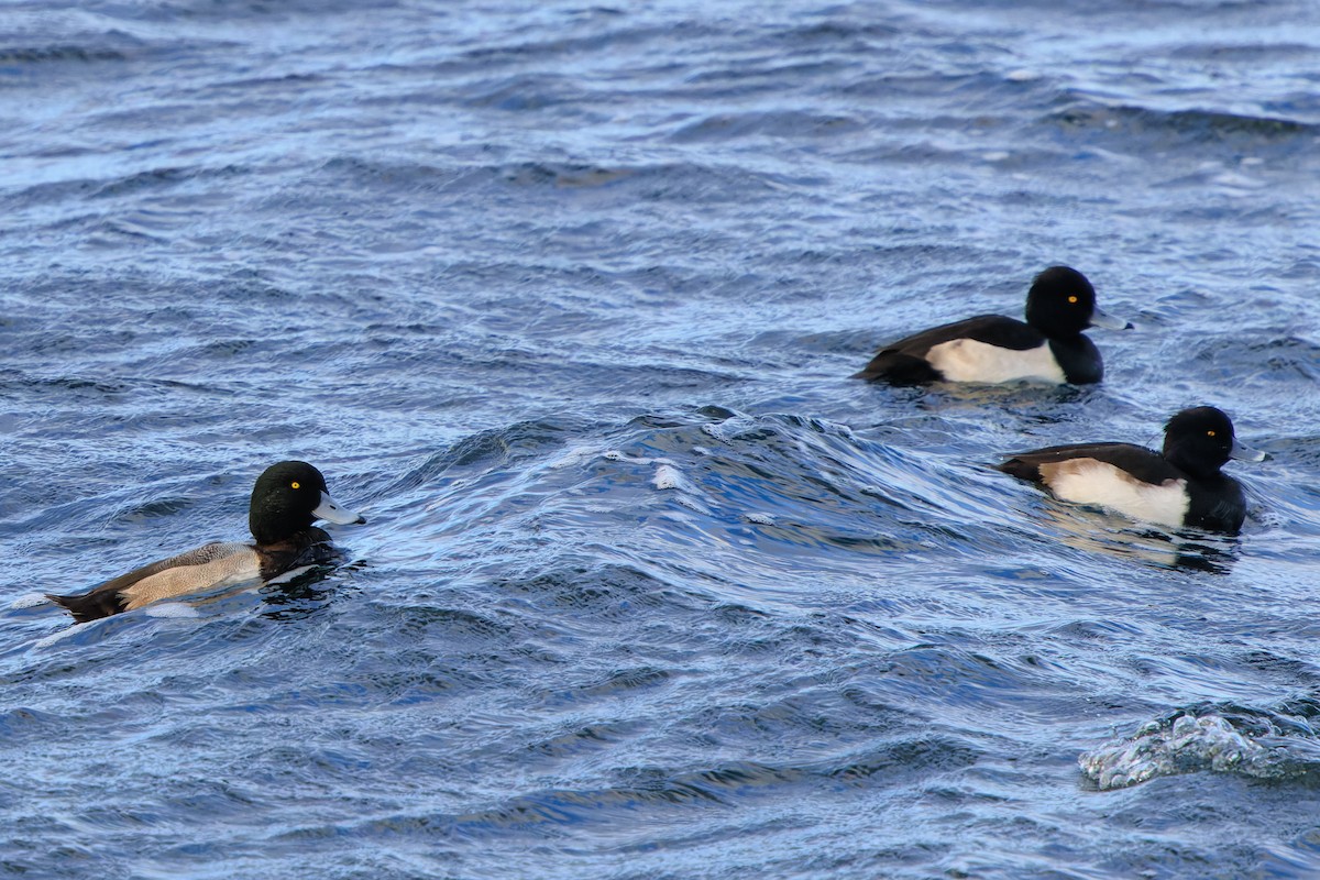 Морская чернеть - ML645417622