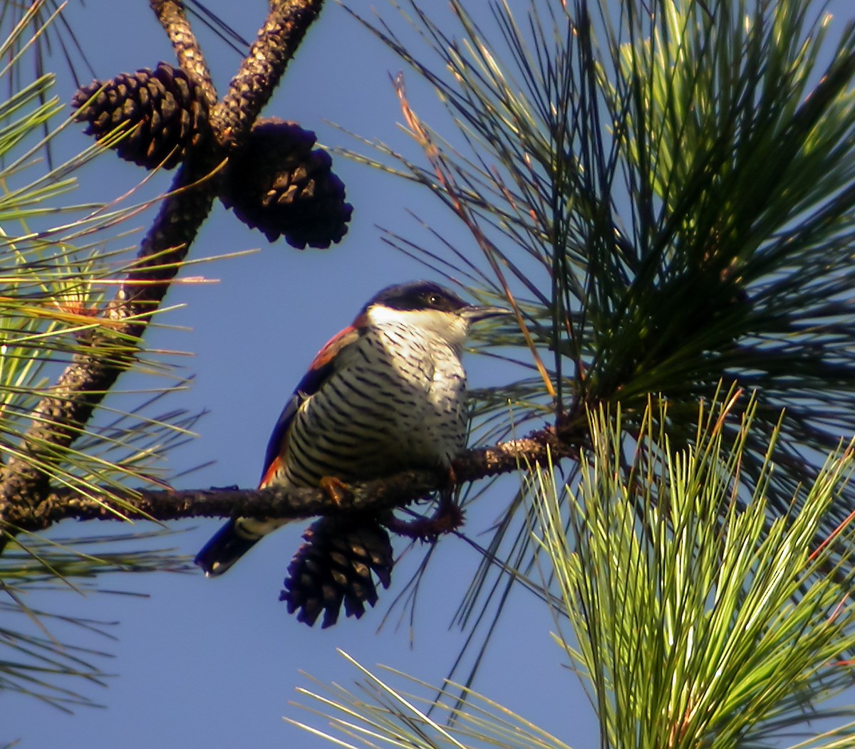 Vietnamese Cutia - ML645417627