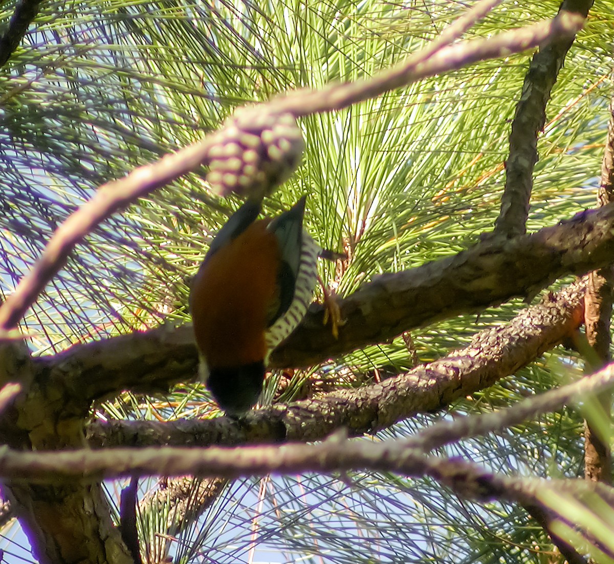 Vietnamese Cutia - ML645417629