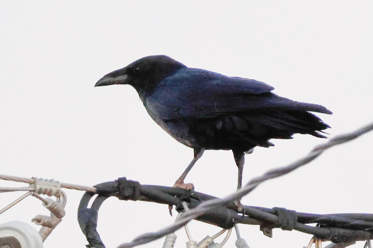 Chihuahuan Raven - ML645417635