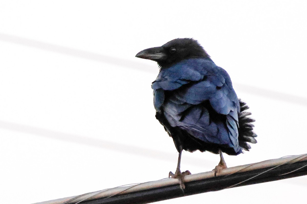 Chihuahuan Raven - ML645417636