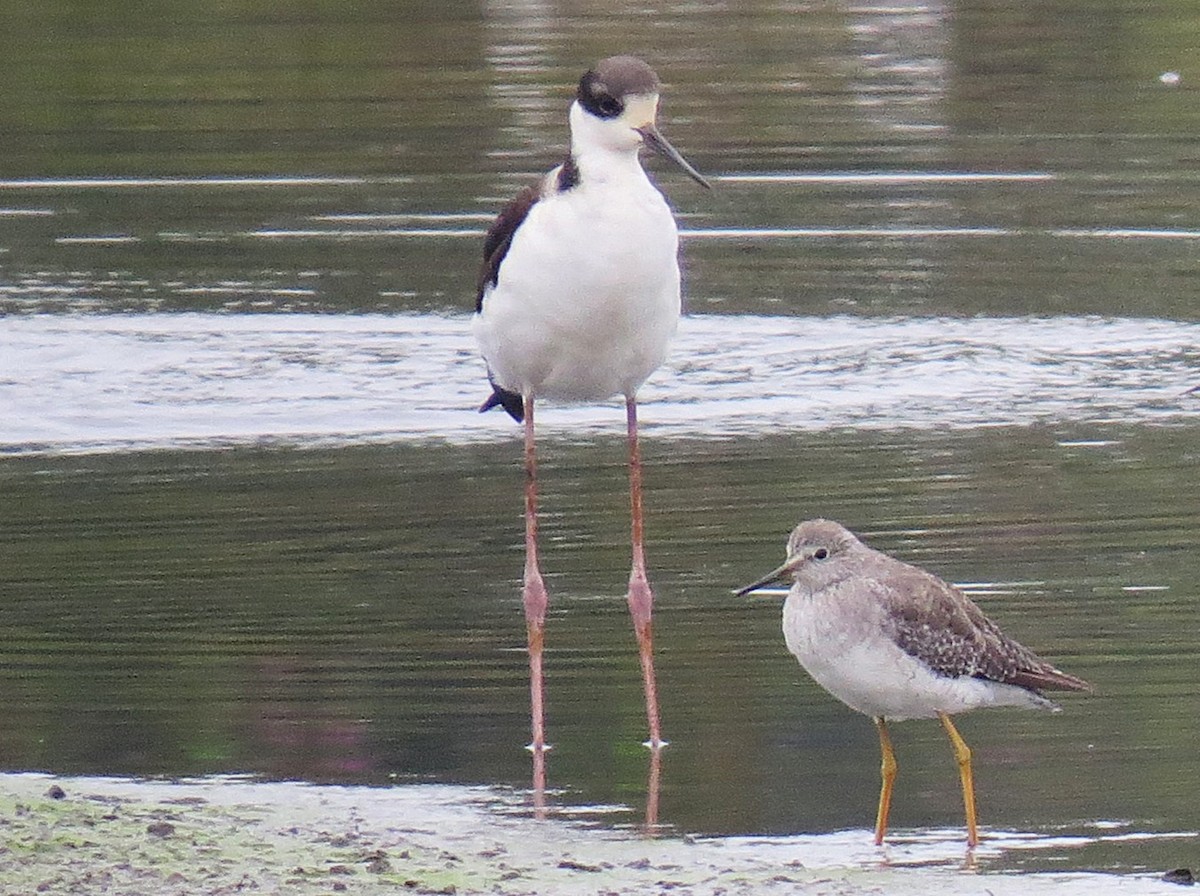 Black-necked Stilt - ML645417643