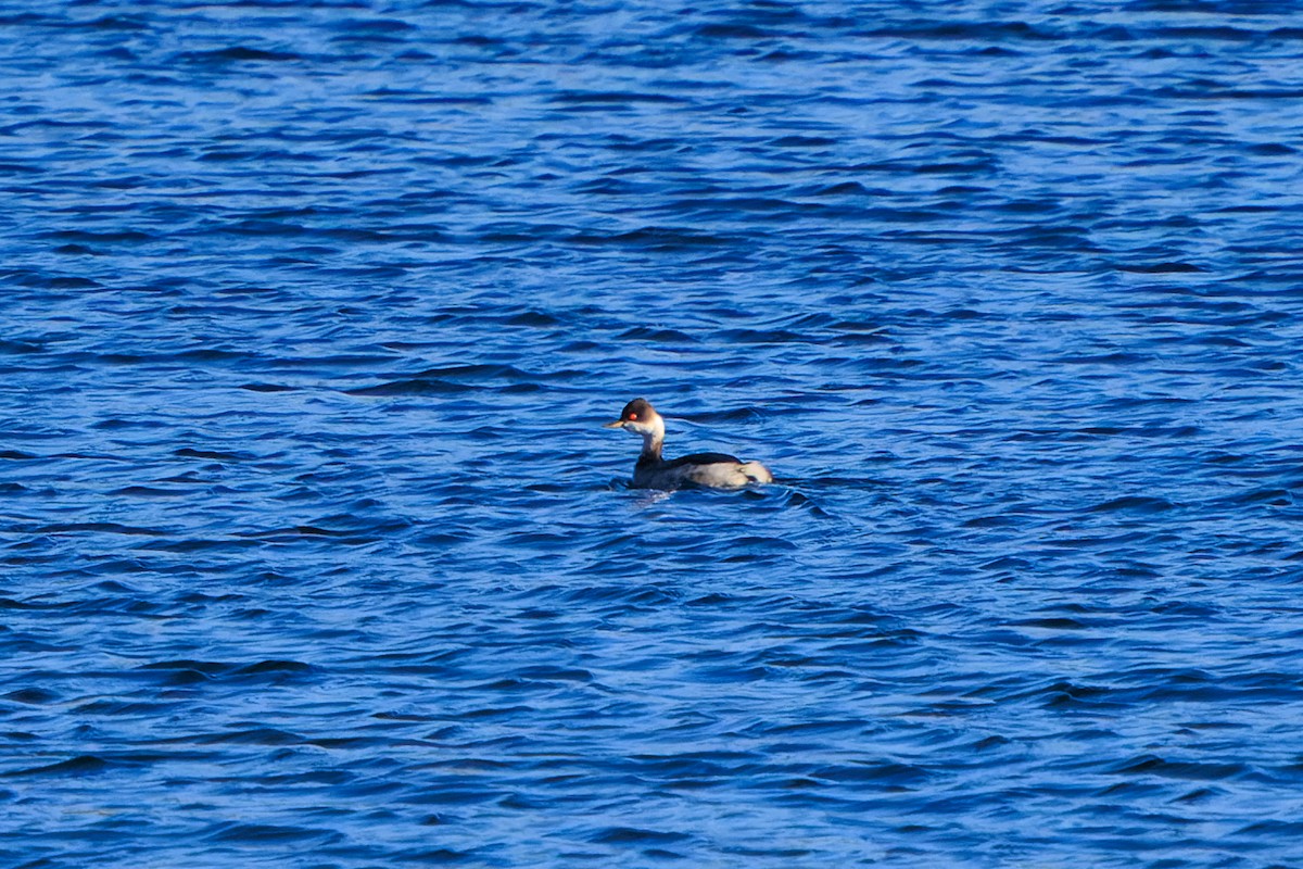 potápka černokrká - ML645417649