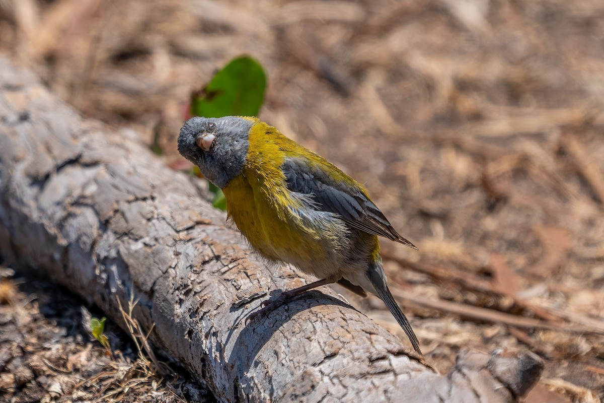 Kordillerenammertangare - ML645417653