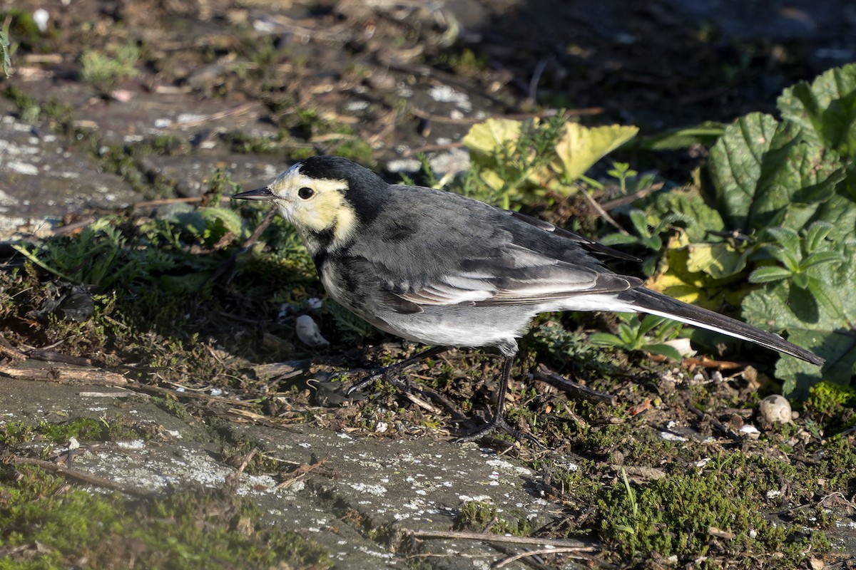 Bachstelze (Trauerbachstelze) - ML645417658