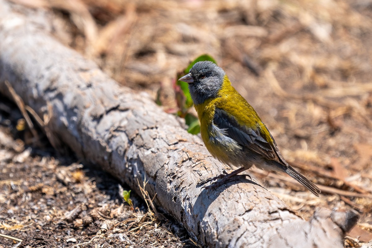 Kordillerenammertangare - ML645417659