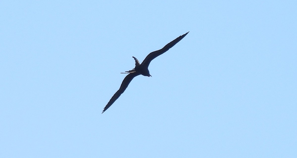 Prachtfregattvogel - ML645417660