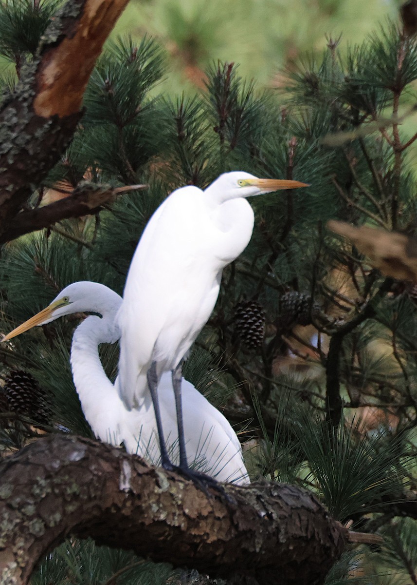 Silberreiher - ML645417662