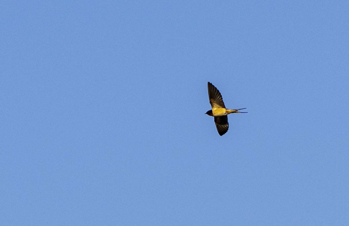 Rauchschwalbe - ML645417663