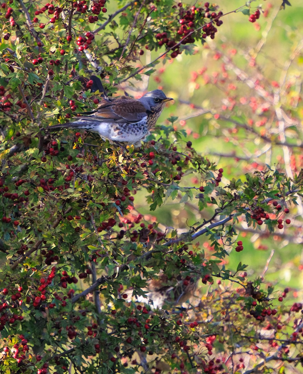 Wacholderdrossel - ML645417664