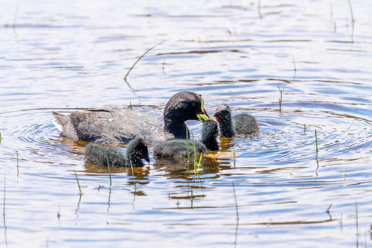 Gelbschnabel-Blässhuhn - ML645417665