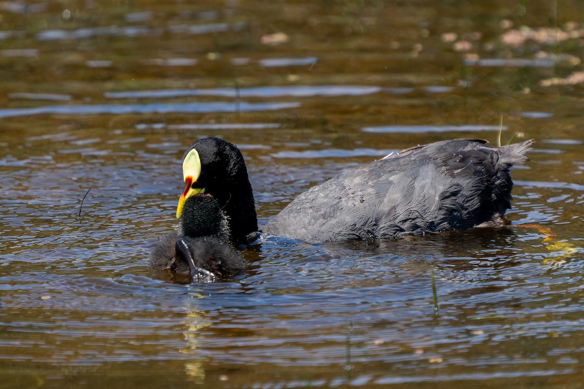Gelbschnabel-Blässhuhn - ML645417666