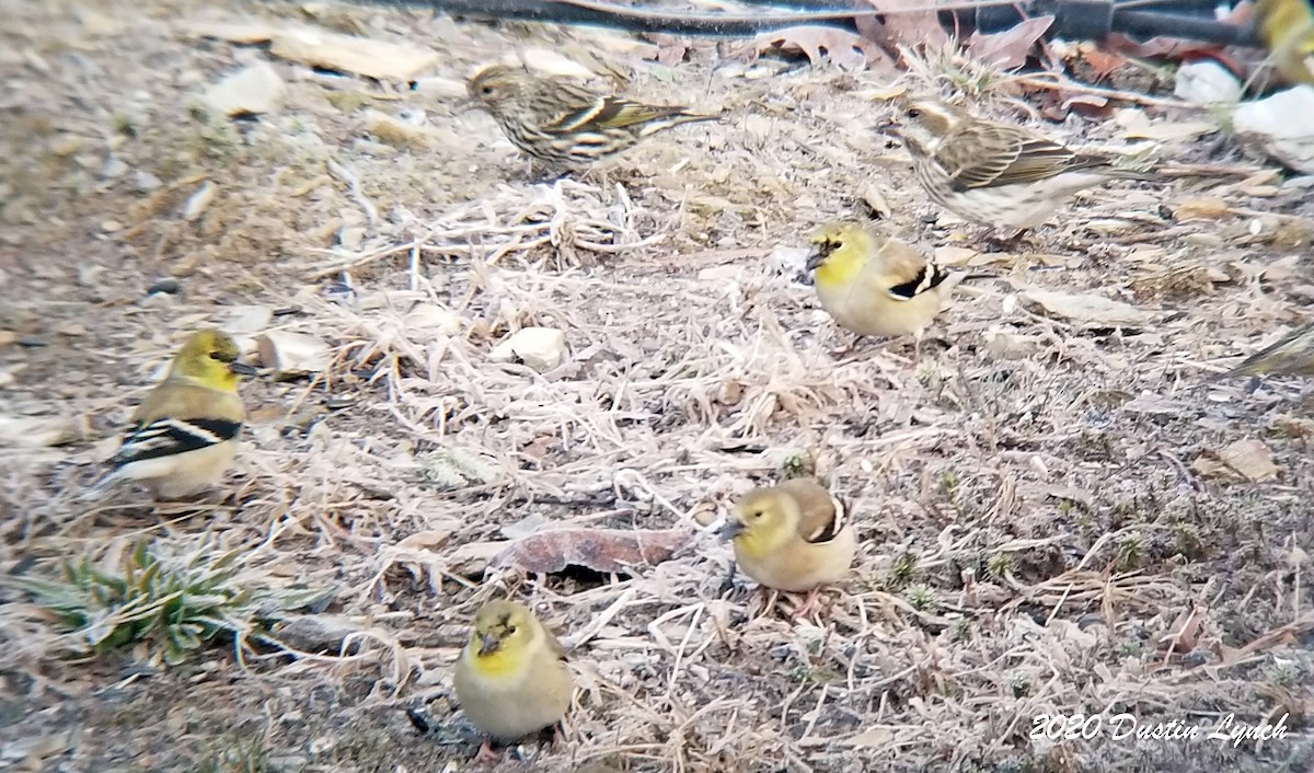 Goldzeisig - ML645417667