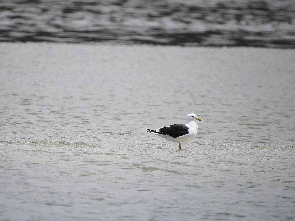 Dominikanermöwe - ML645417669