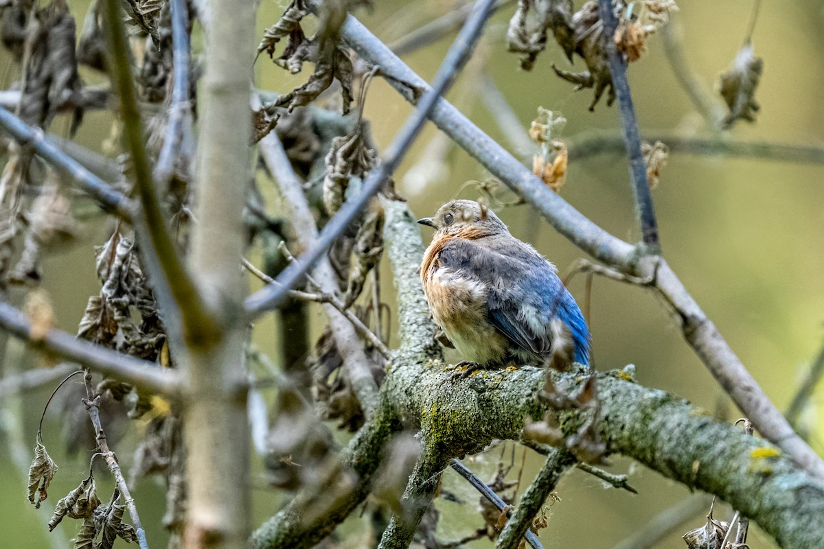 Rotkehl-Hüttensänger - ML645417670