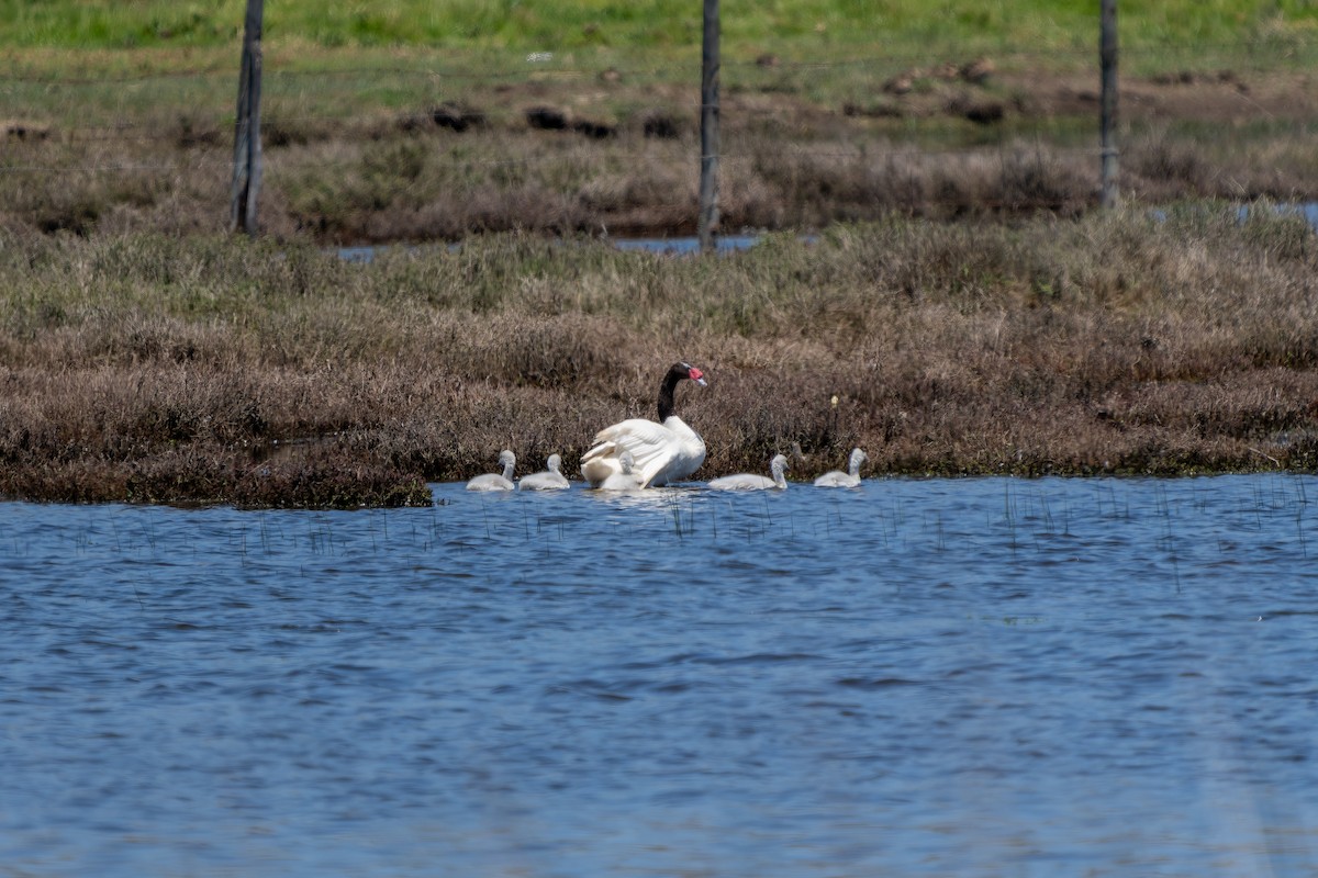 Schwarzhalsschwan - ML645417671