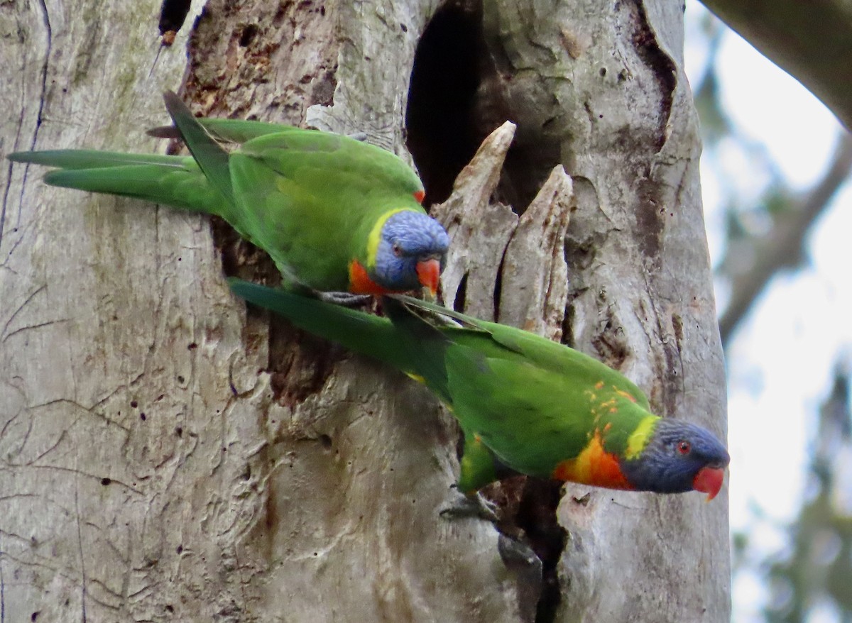 Regenbogenlori - ML645417672