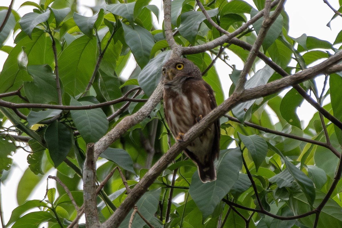 Amazonaszwergkauz - ML645417673