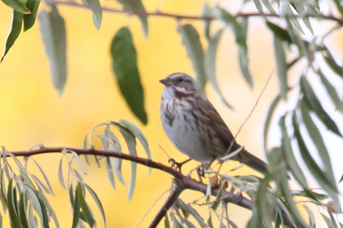 Singammer - ML645417674