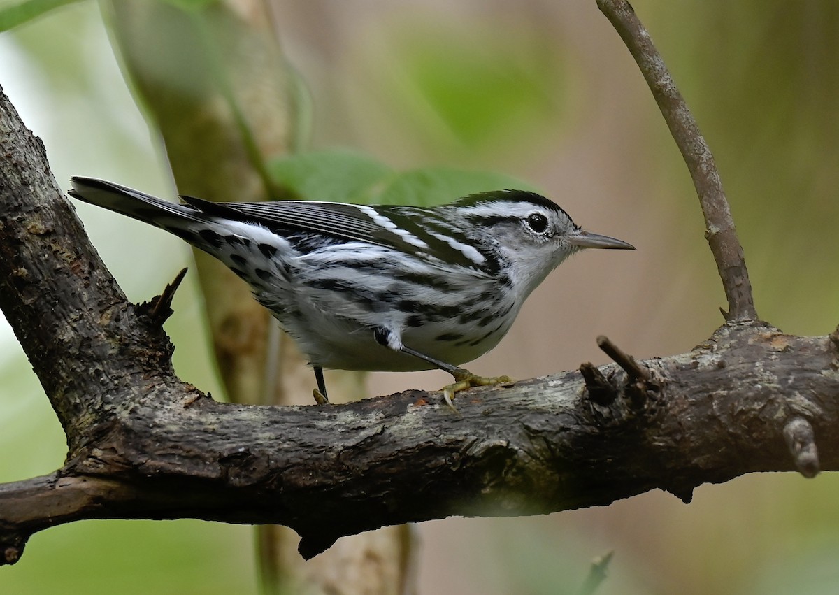 Kletterwaldsänger - ML645417675