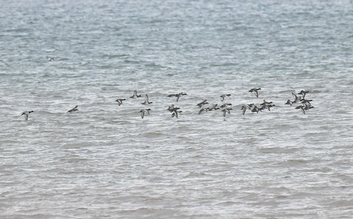 Bergente - ML645417679