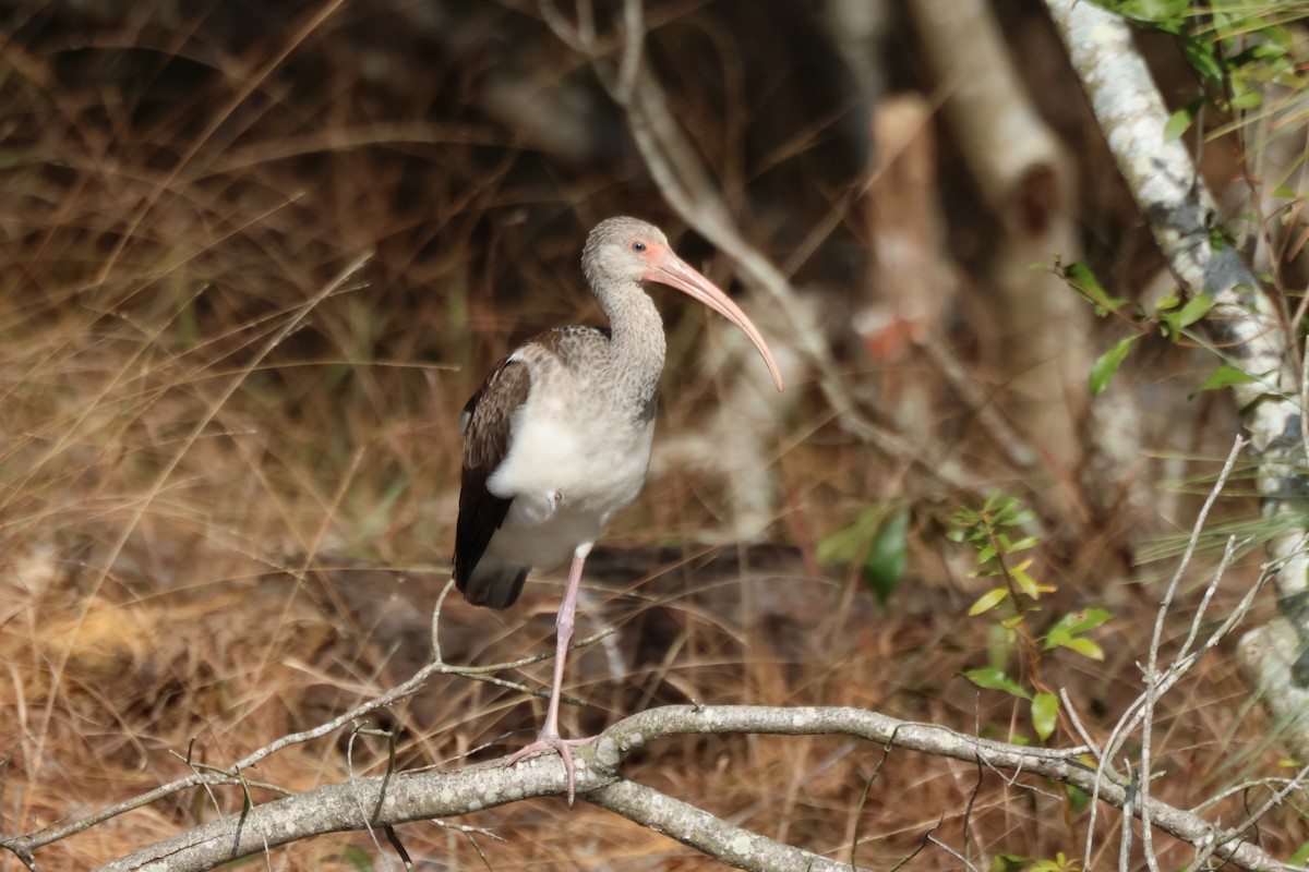 Schneesichler - ML645417680