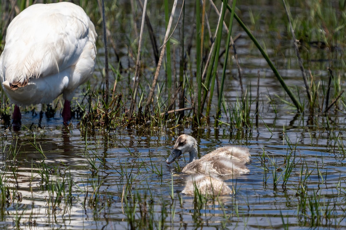 Coscorobaschwan - ML645417682