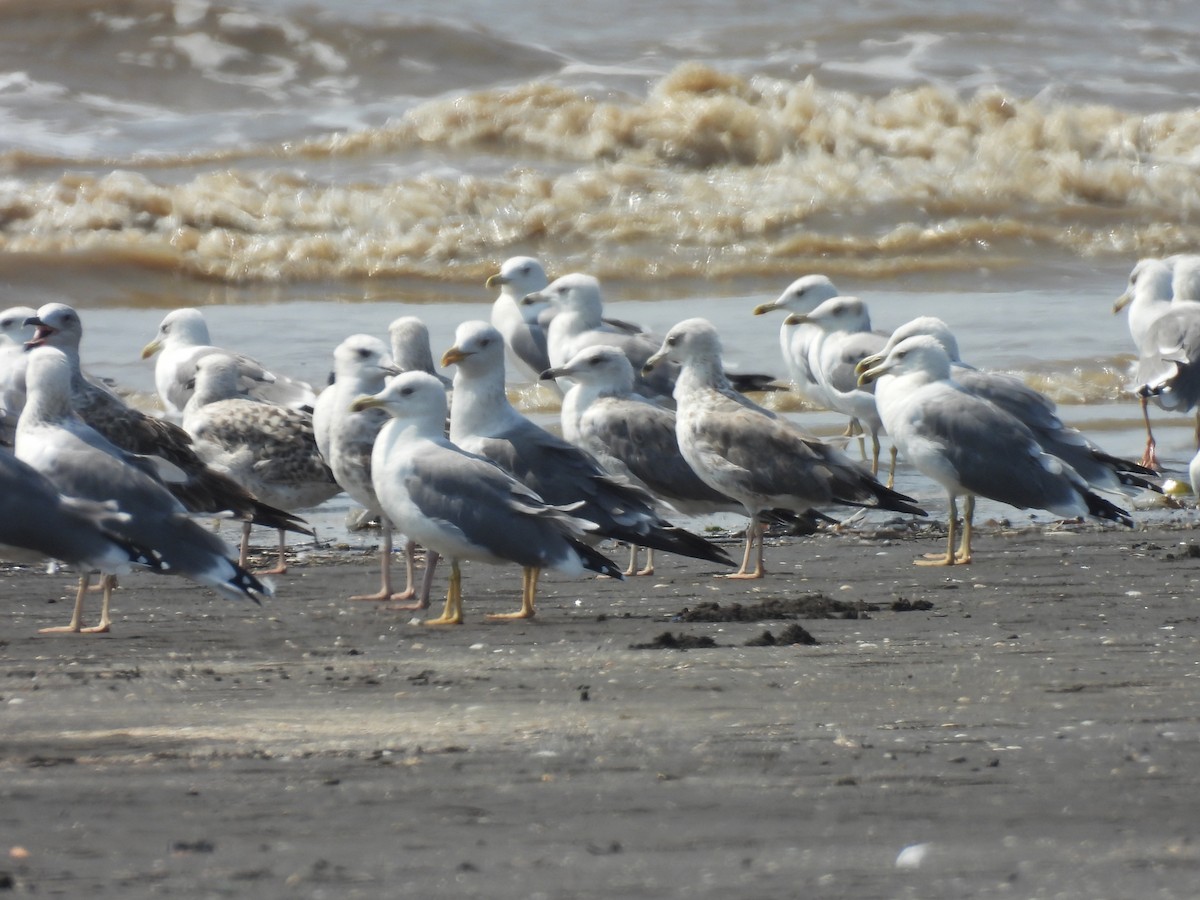 Heringsmöwe - ML645417683