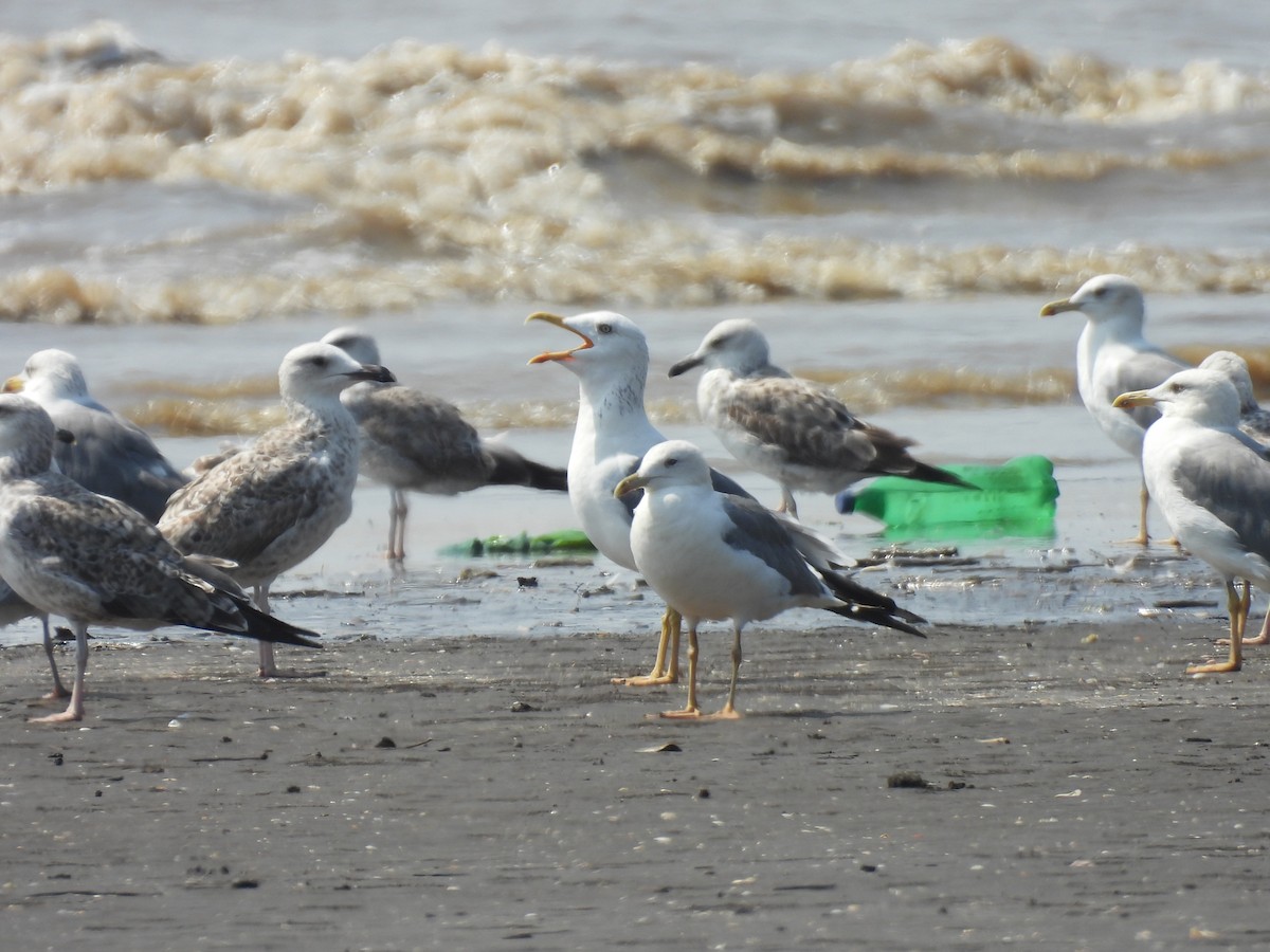 Zafferano - ML645417684