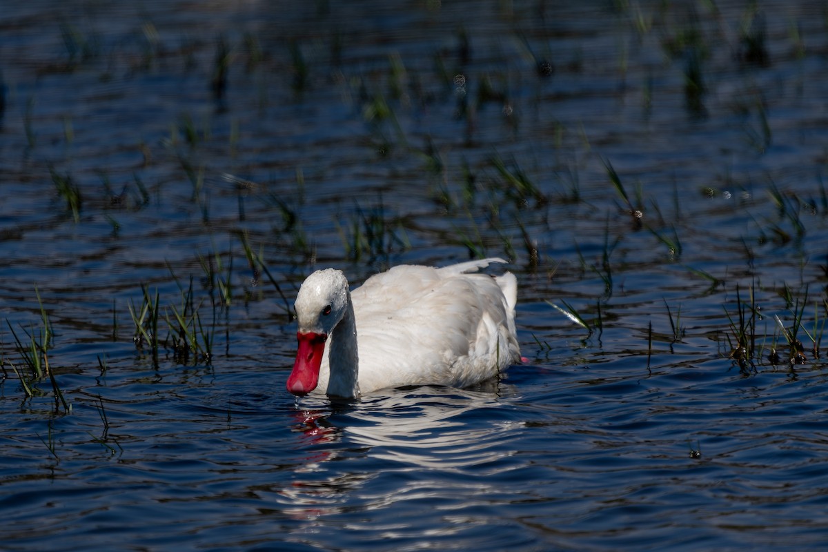 Coscorobaschwan - ML645417685