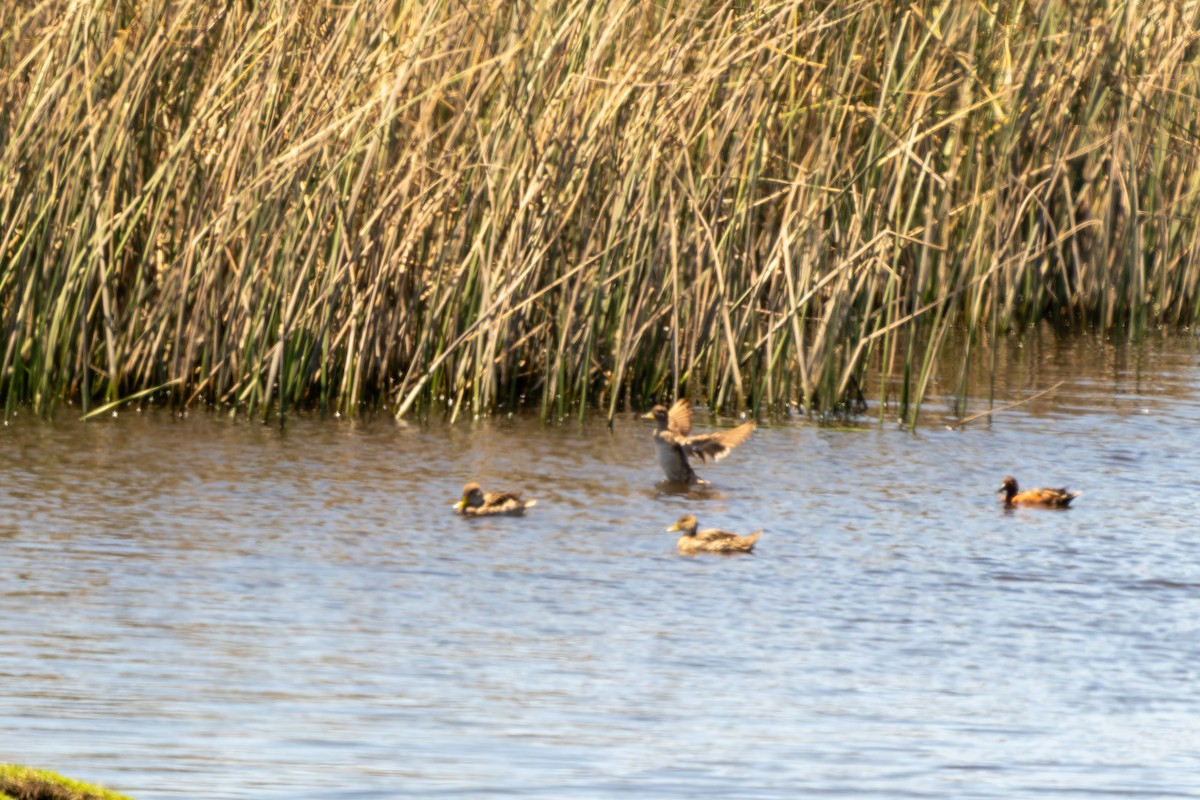 Yellow-billed Pintail - ML645417689