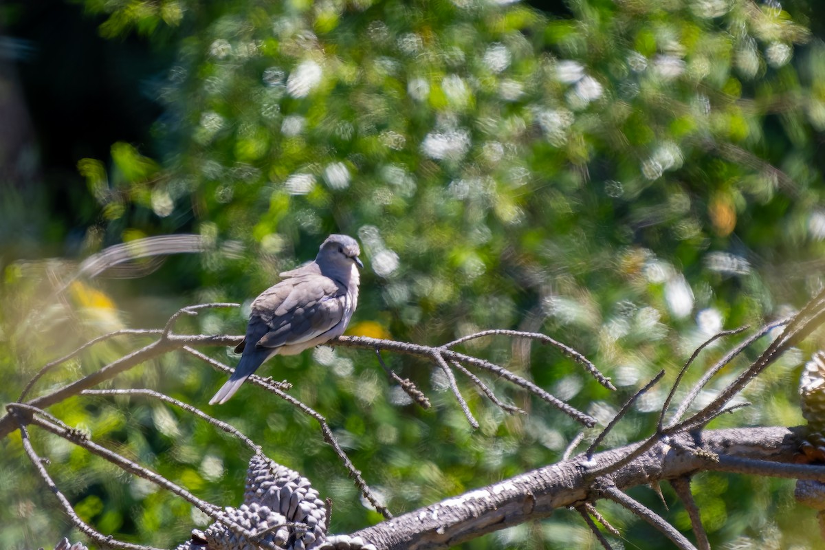 holoubek pikui - ML645417701