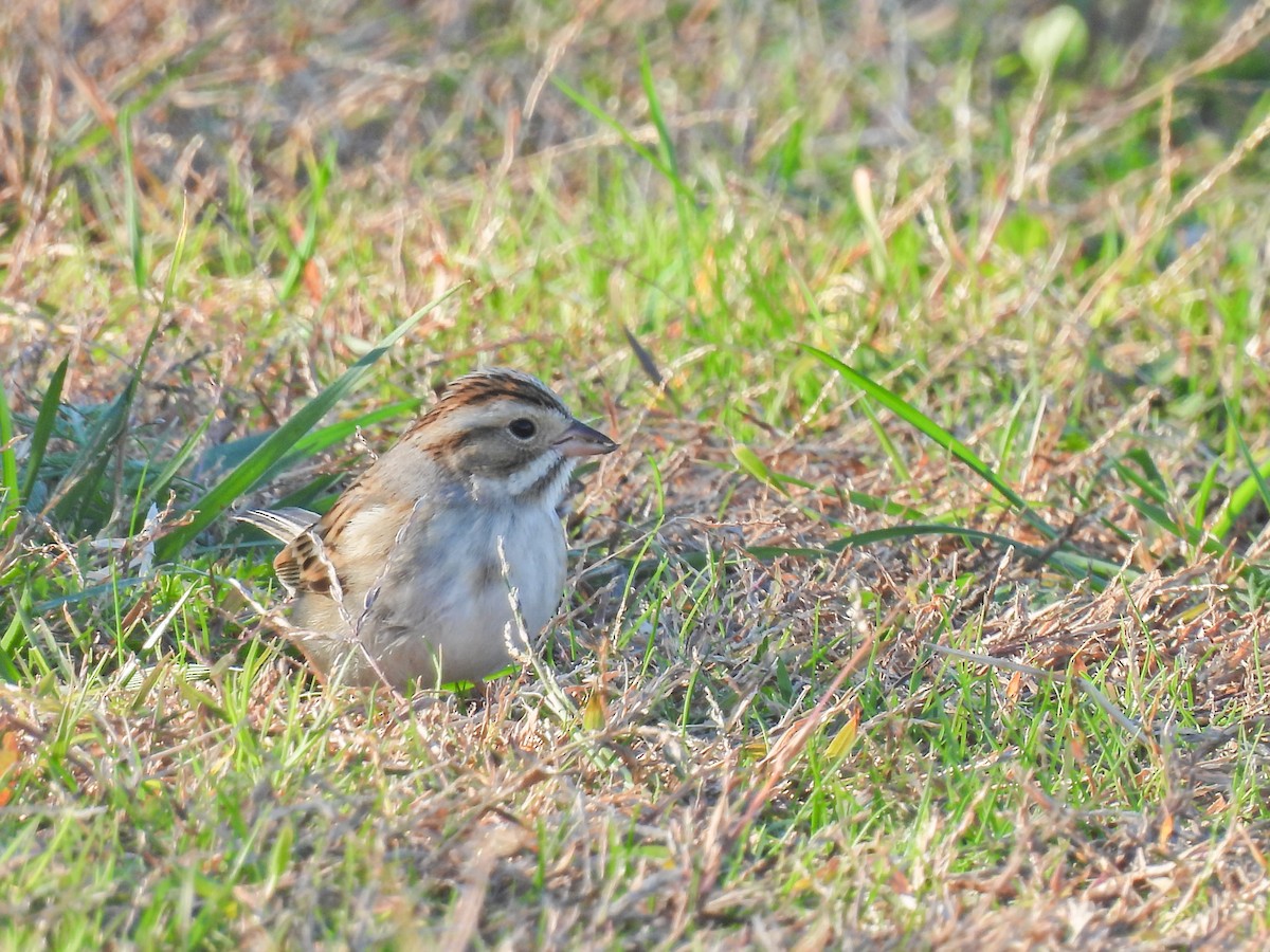 Clay-colored Sparrow - ML645417702
