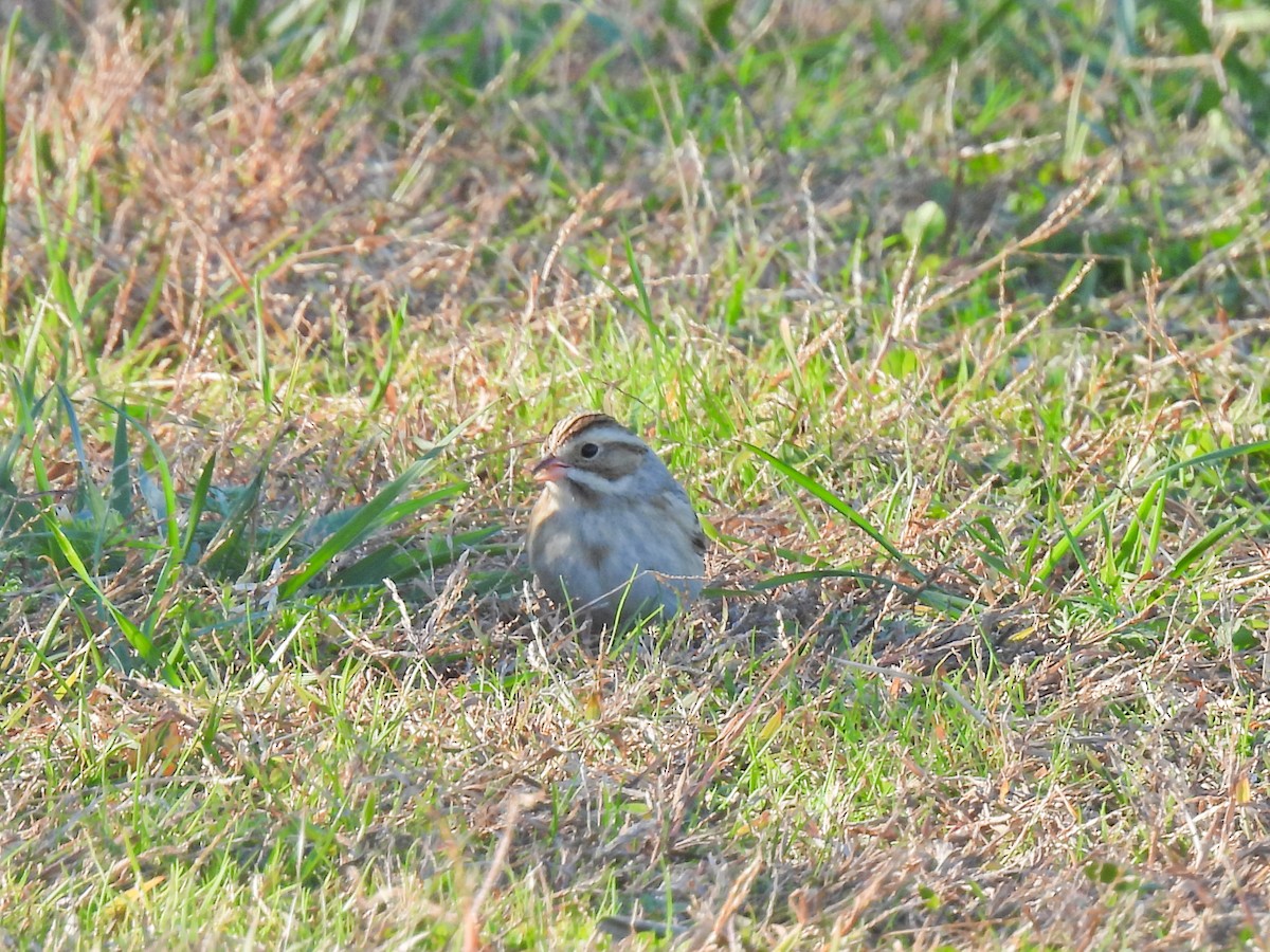 Clay-colored Sparrow - ML645417703