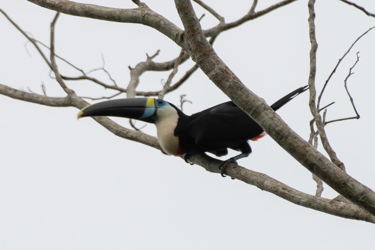 White-throated Toucan - ML645417704