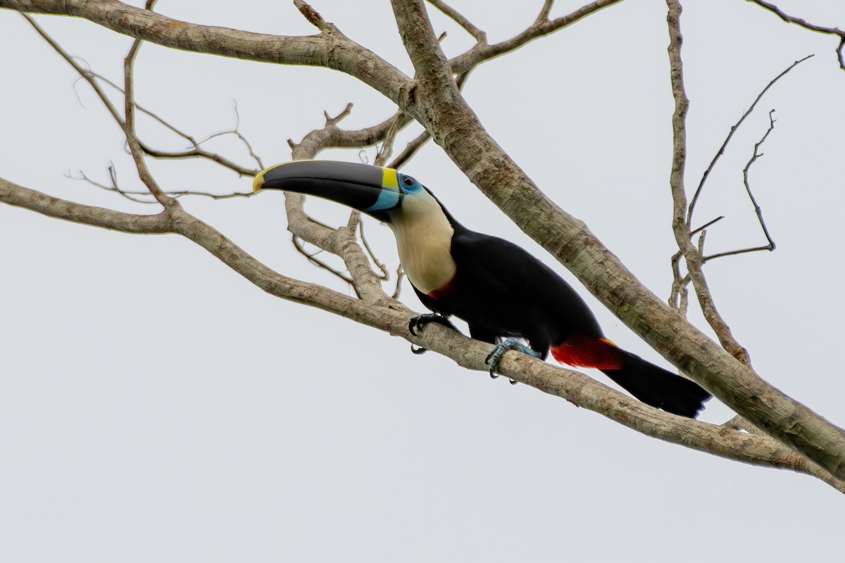 White-throated Toucan - ML645417705